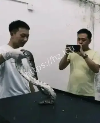 小区私养三百条蟒蛇大案